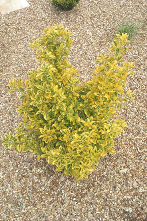 EUONYMUS japonica 'royal gold'