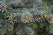 PICEA pungens